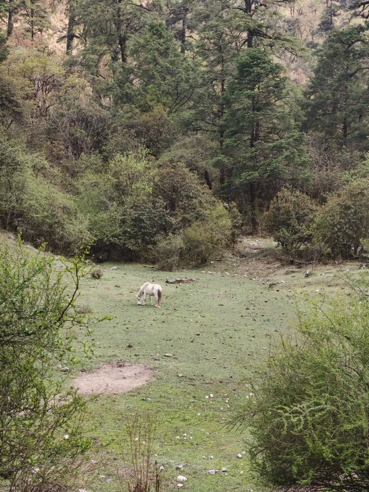 lone horse in the meadow - langtang