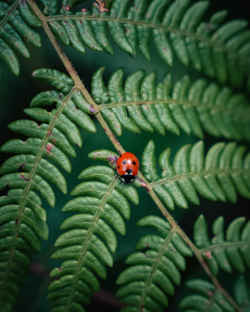Macro photograph of a ladybug on a fern leaf