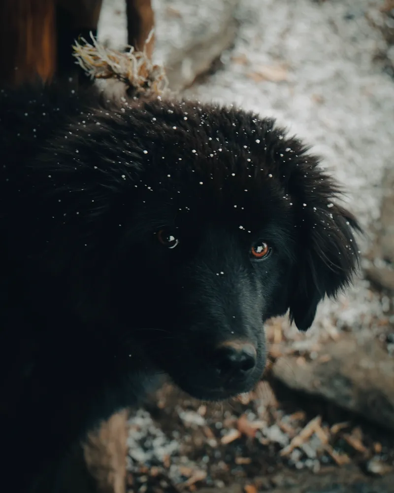 first snow - teahouse pup