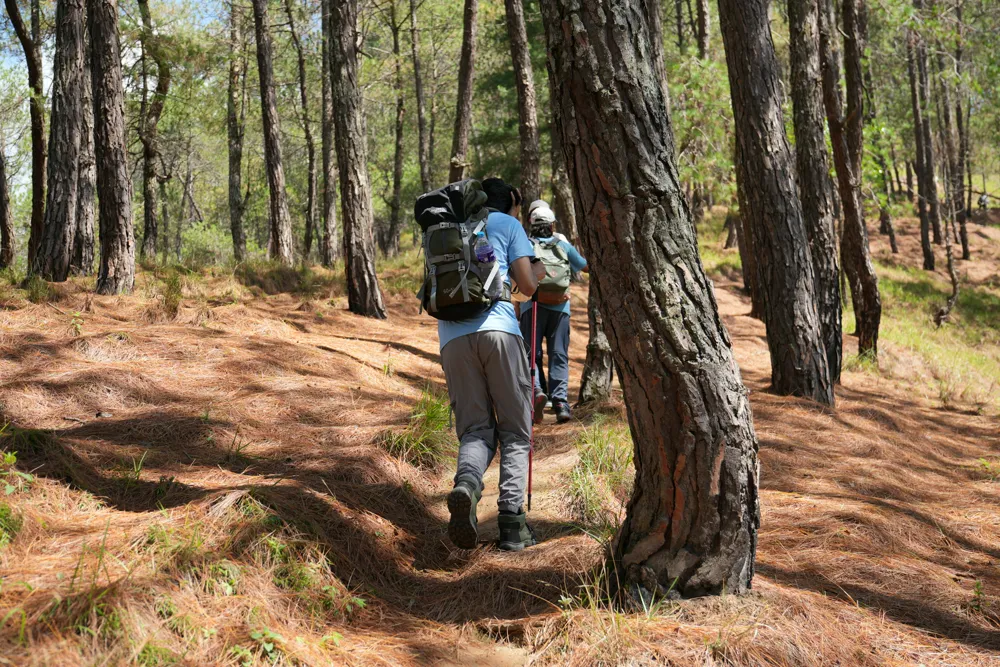 into the pines - champadevi